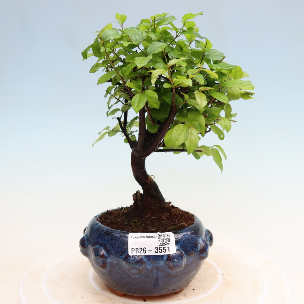 Bonsaï de chambre - Sageretia thea - Sageretia thea