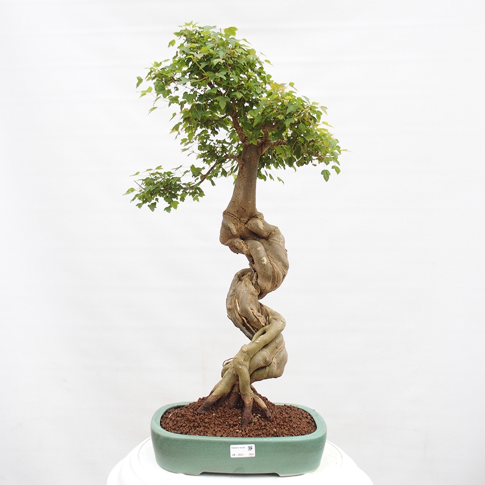 Bonsaï d'extérieur - Acer Buergerianum - Burger Maple