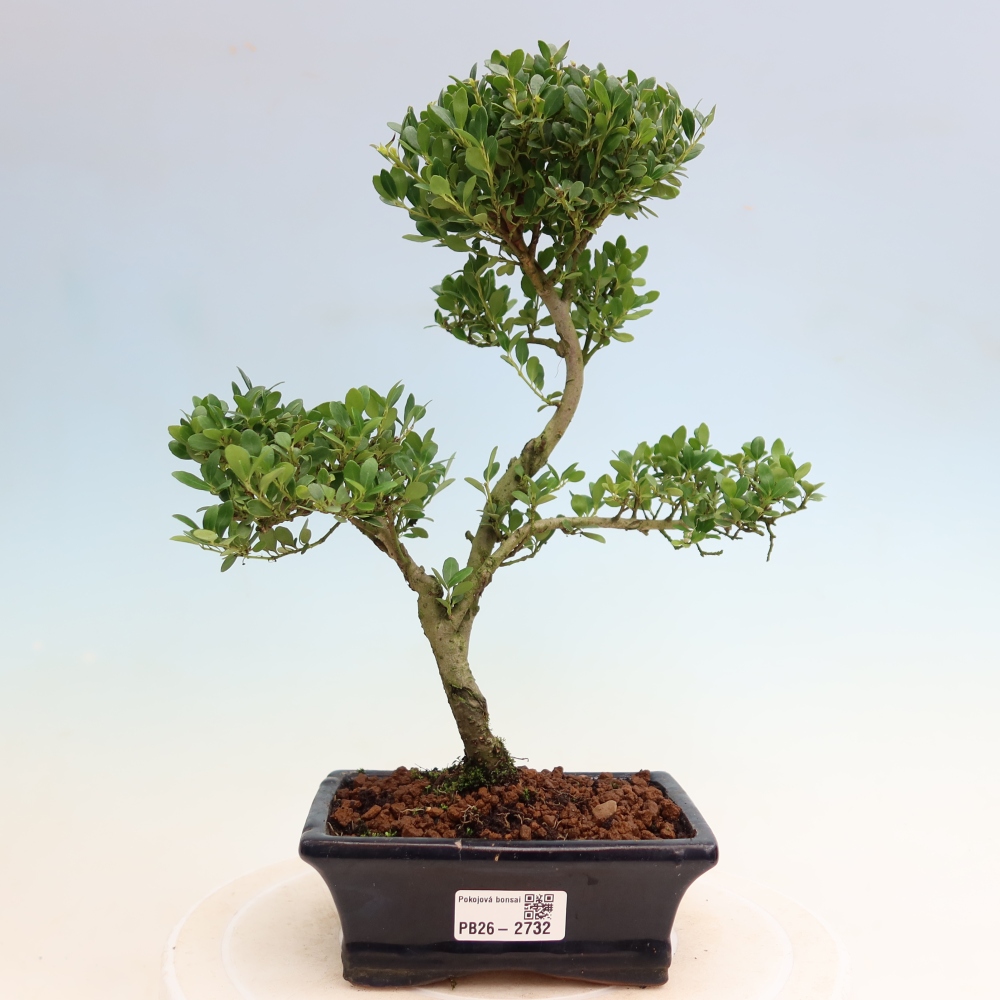 Bonsaï de chambre - Ilex crenata - Houx
