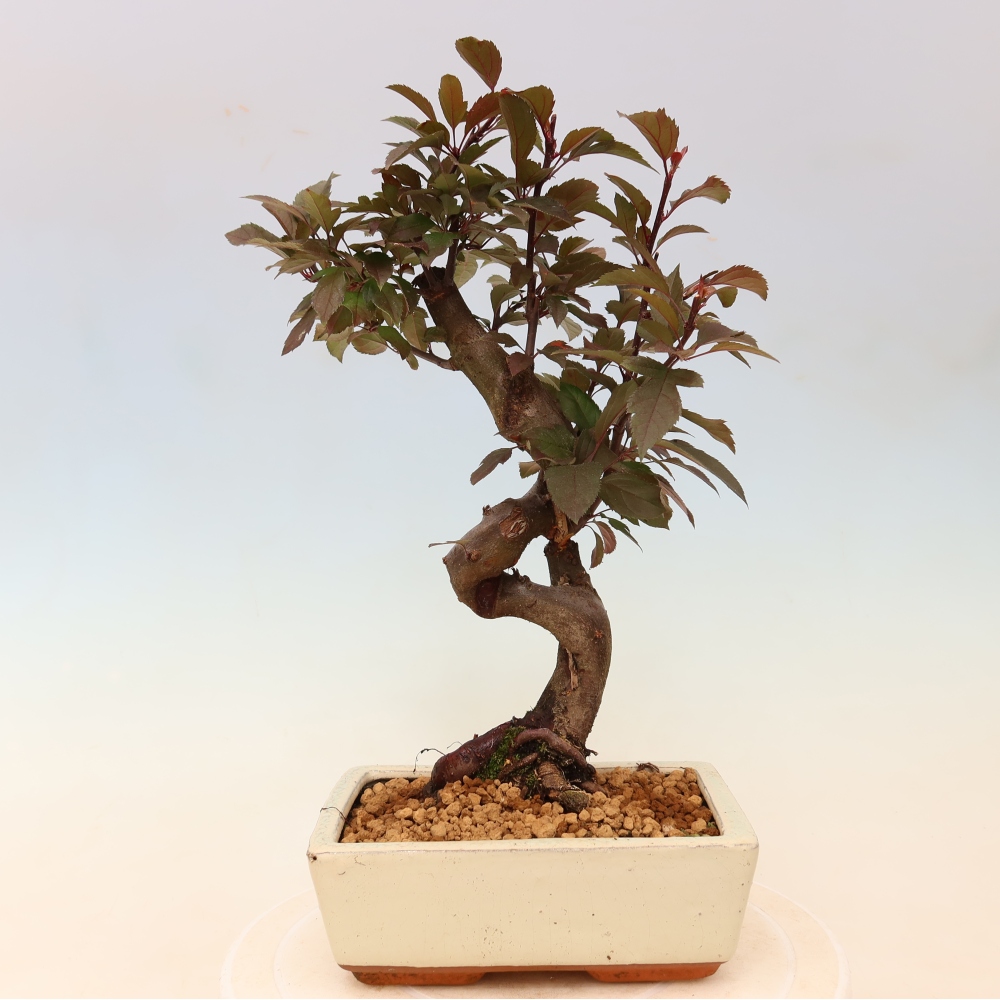 Bonsaï d'extérieur -Malus domestica - Pommier à petits fruits et à feuilles rouges