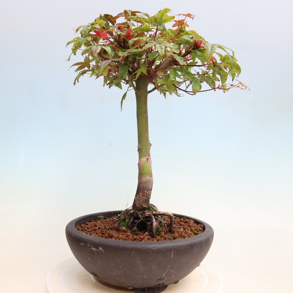Bonsaï d'extérieur - Acer palmatum DESHOJO