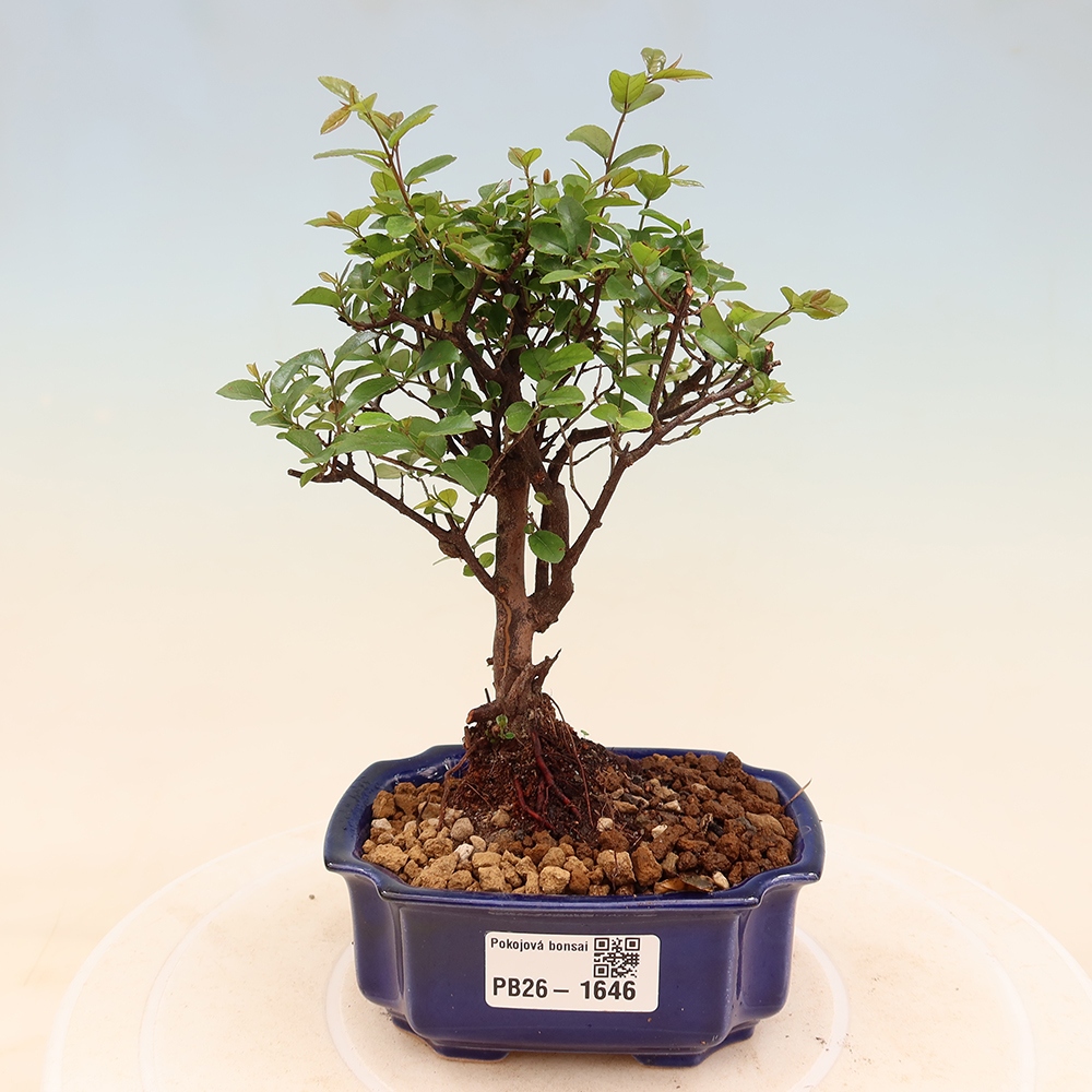 Bonsaï de chambre - Sageretia thea - Sageretia thea