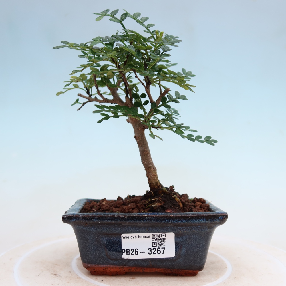 Salle bonsaï - Zantoxylum piperitum - arbre à poivre