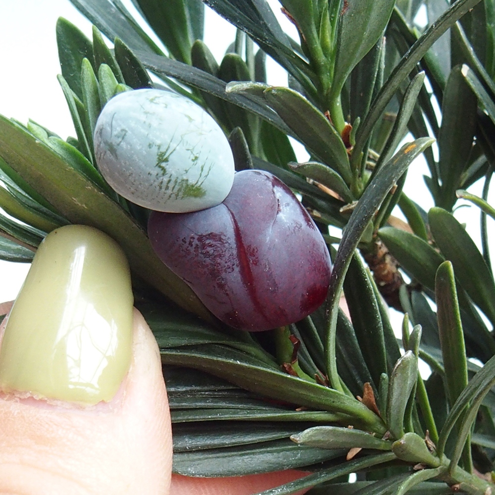 Salle bonsaï - Podocarpus - If en pierre