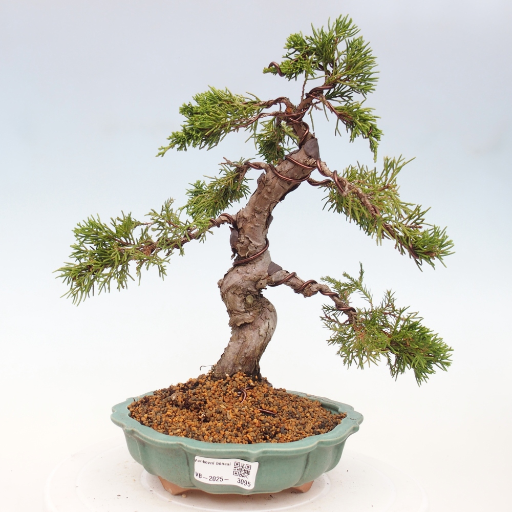 Bonsaï d'extérieur - Juniperus chinensis Itoigawa