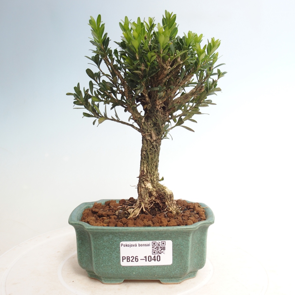 Bonsaï de chambre - Buxus harlandii - buxus liège