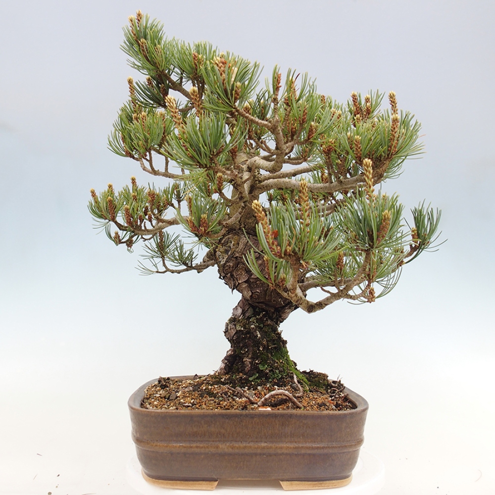Bonsaï d'extérieur - Pinus parviflora - Pinus parviflora