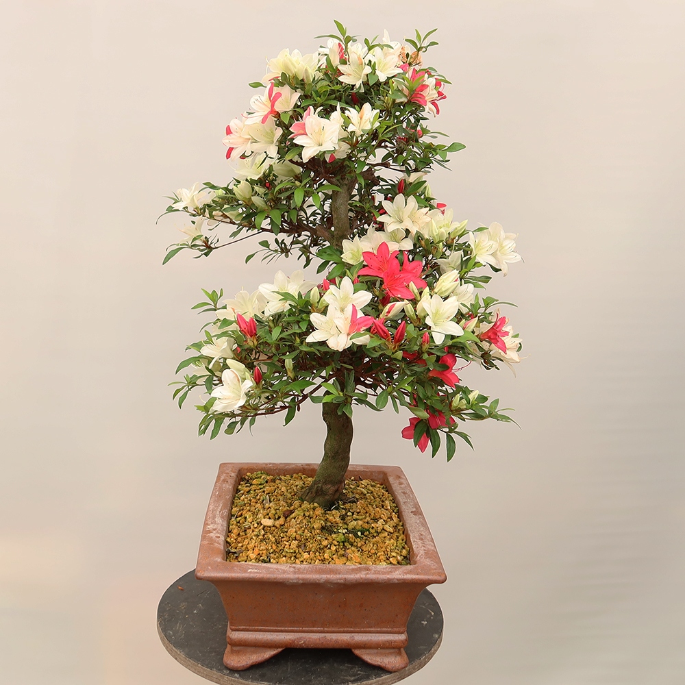 Bonsaï d'extérieur - Azalée japonaise - Azalée CHIHIRO