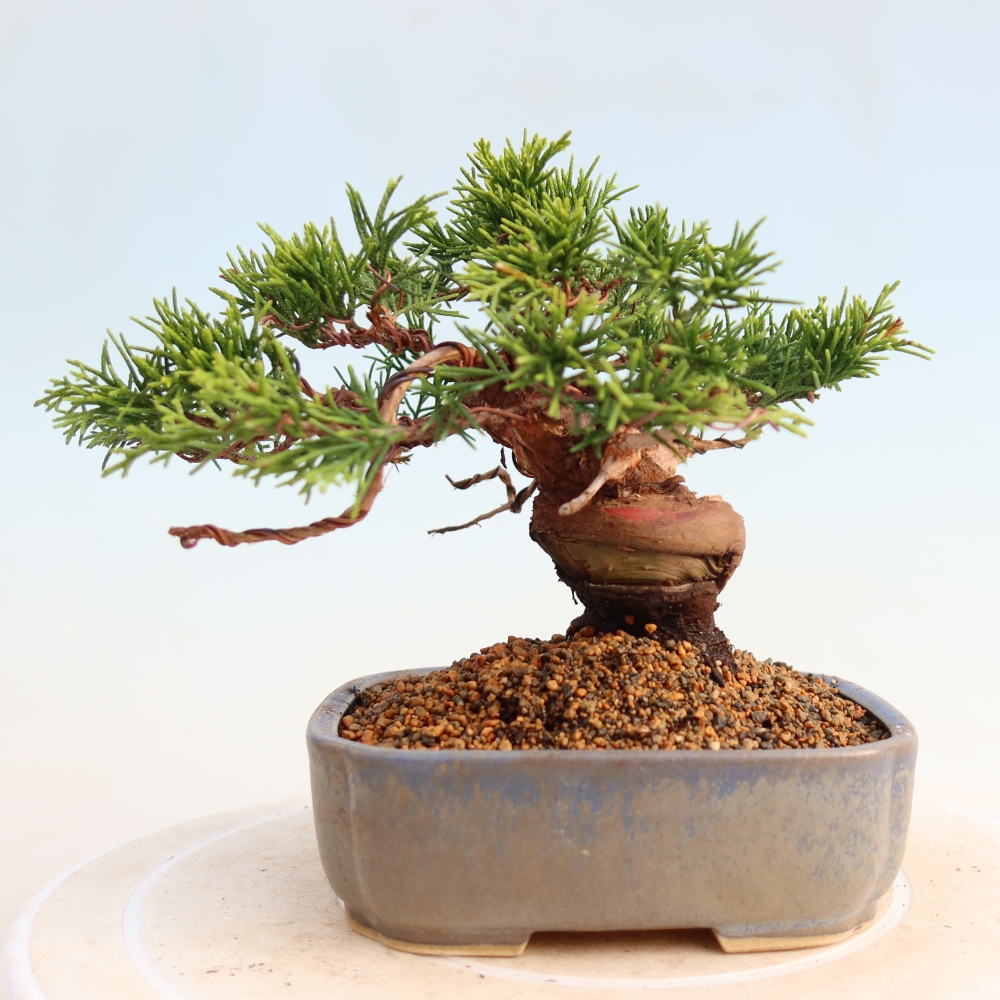 Bonsaï d'extérieur - Juniperus chinensis Itoigawa