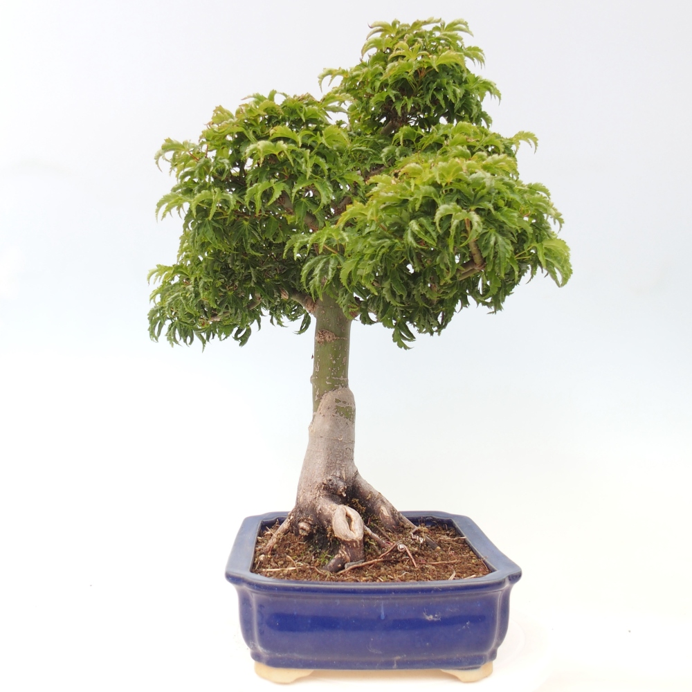 Bonsaï d'extérieur -Javor palm Acer palmatum Shishigashira