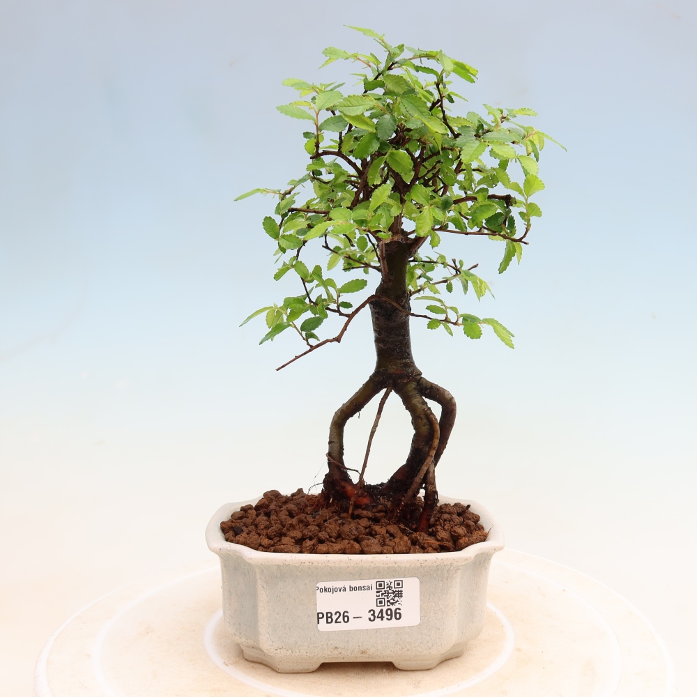 Bonsaï de chambre - Ulmus parvifolia - Orme à petites feuilles