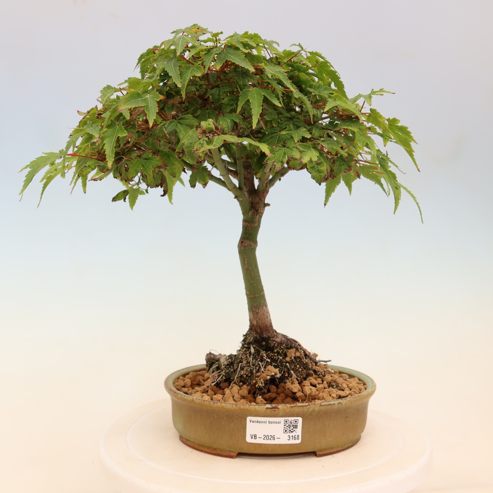 Acer palmatum KIOHIME - Érable palmé