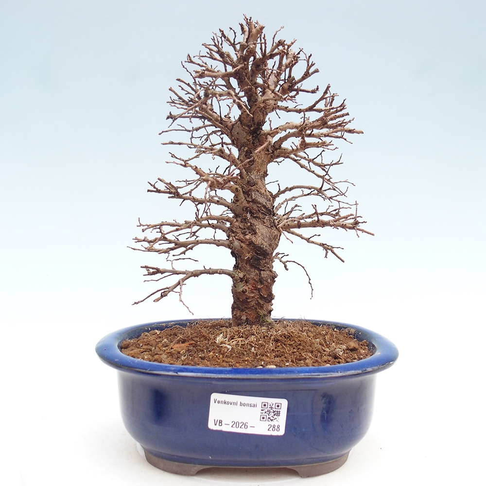 Bonsaï d'extérieur - Zelkova - Zelkova NIRE