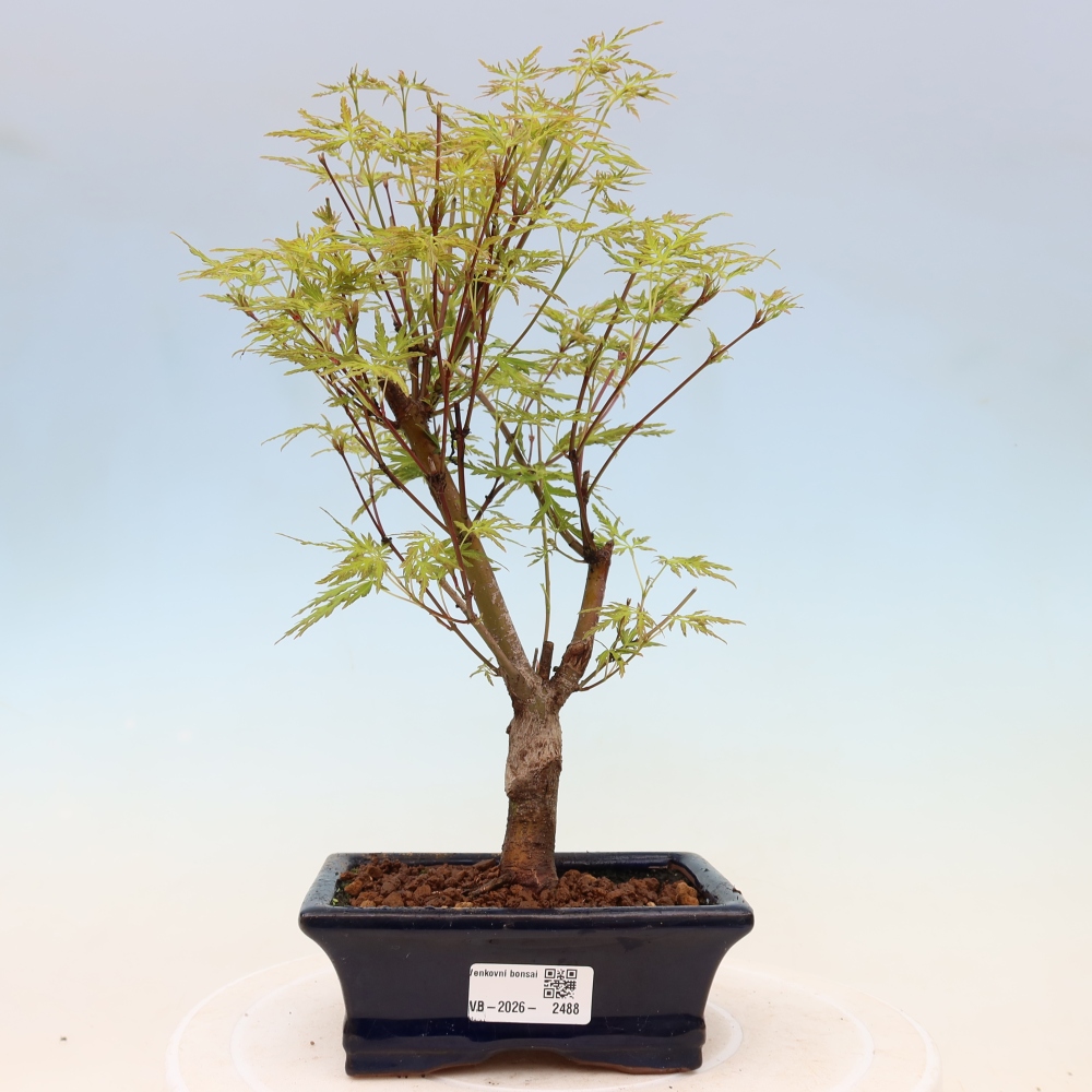 Bonsaï d'extérieur - Acer palmatum Dissectum