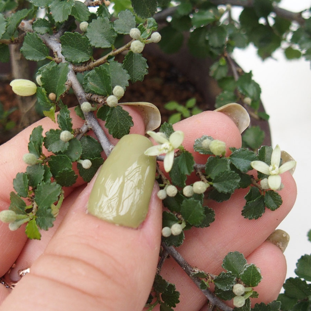 Bonsaï de chambre - Grewia sp. - Grewia malafolia