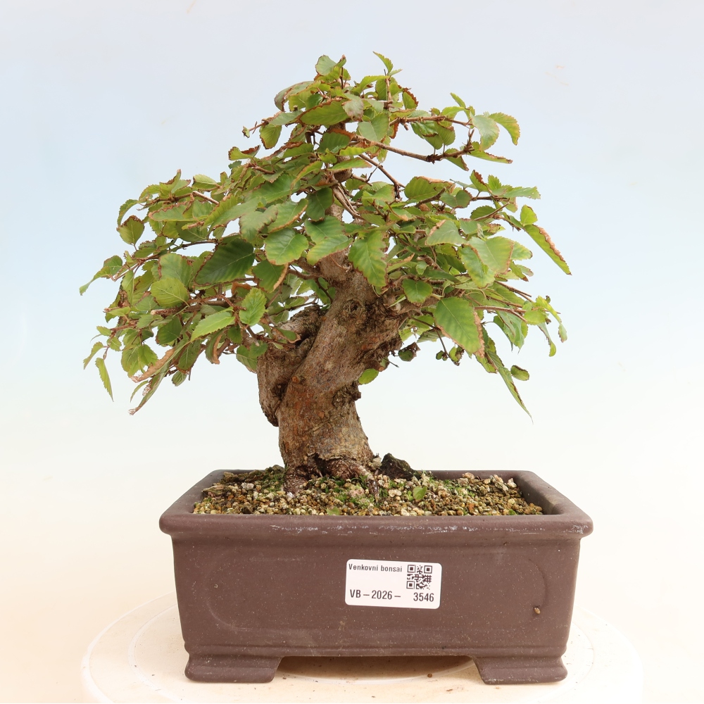 Bonsaï d'extérieur -Carpinus CARPINOIDES - Charme de Corée