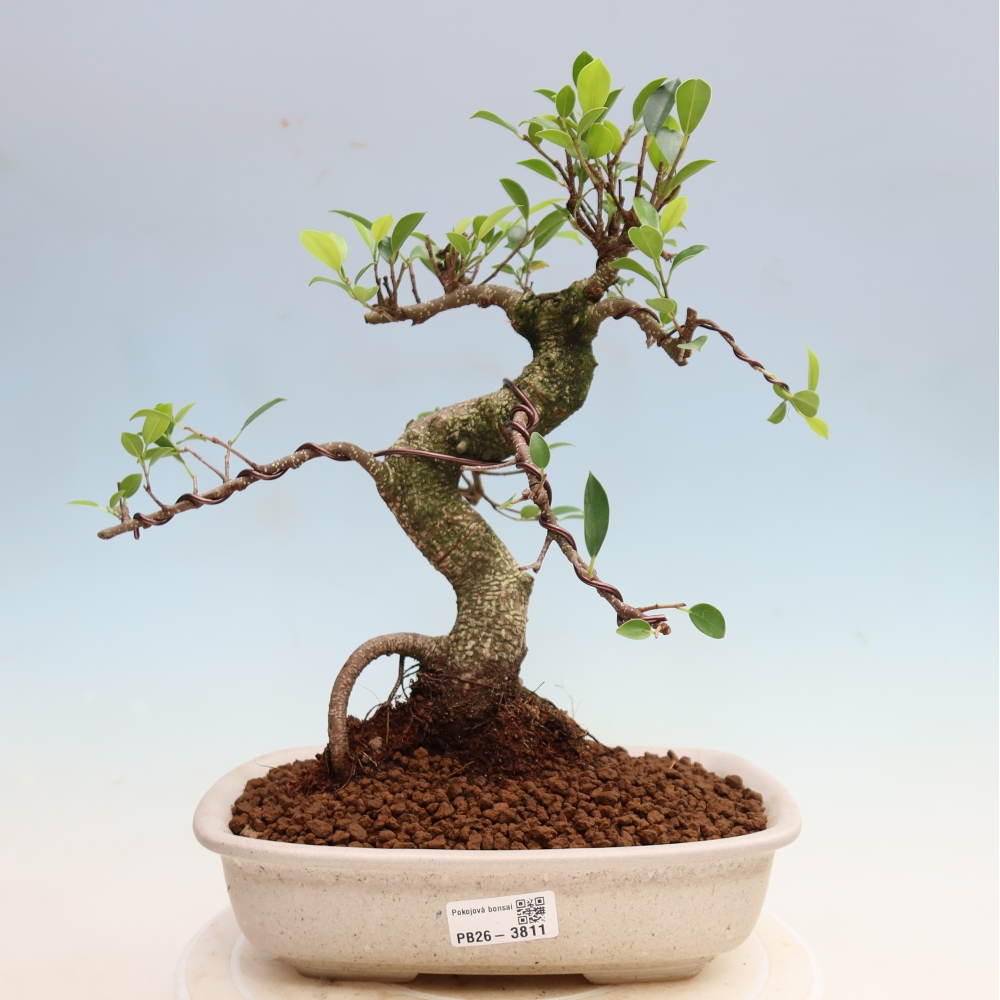 Salle bonsaï - Ficus kimmen - ficus à petites feuilles