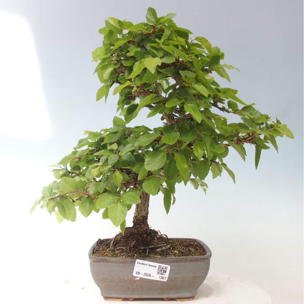 Bonsaï d'extérieur -Carpinus CARPINOIDES - Charme de Corée