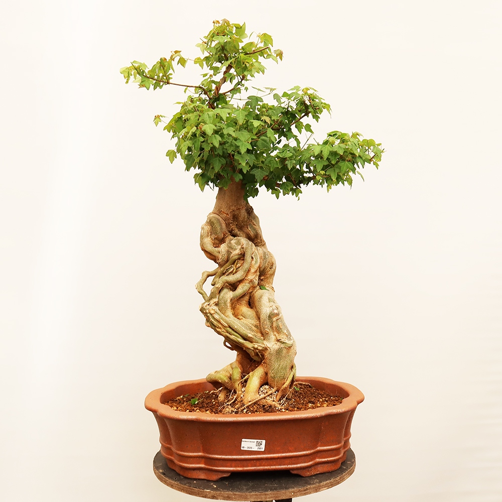 Bonsaï d'extérieur - Maple Burger - Acer Burgerianum
