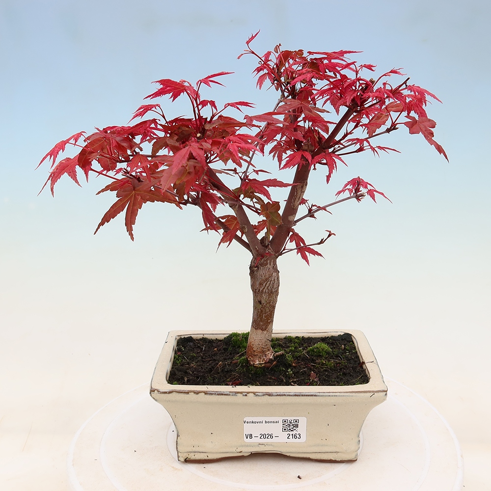 Bonsaï d'extérieur - Acer palmatum DESHOJO