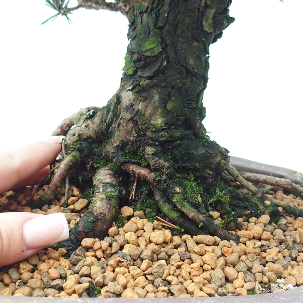 Bonsaï d'extérieur - Pinus thunbergii Kotobuki - Pin de Thunberg