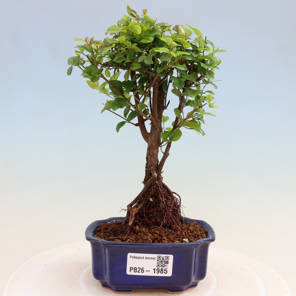 Bonsaï de chambre - Sageretia thea - Sageretia thea