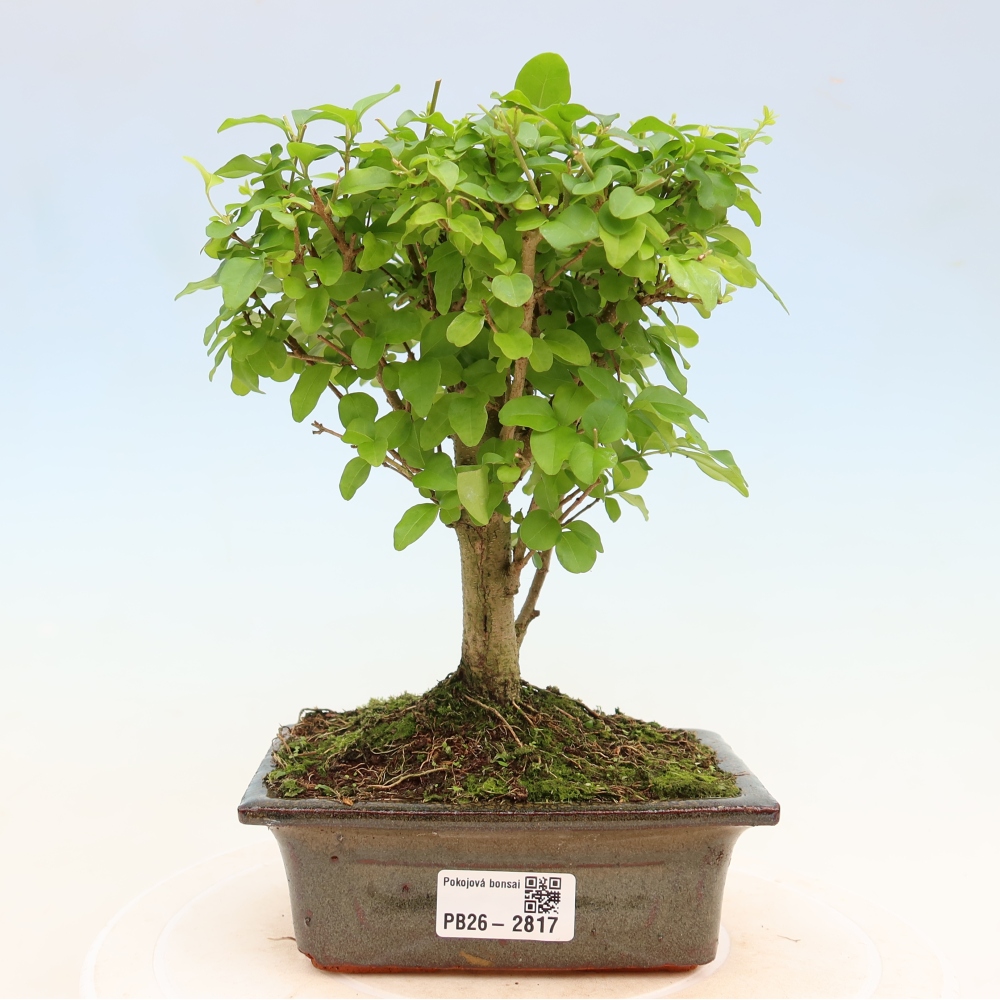 Bonsaï de chambre -Ligustrum chinensis - Bec d'oiseau