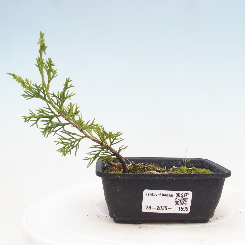 Bonsaï d'extérieur - Juniperus chinensis Itoigawa