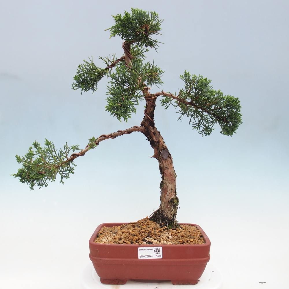 Bonsaï d'extérieur - Juniperus chinensis Kishu