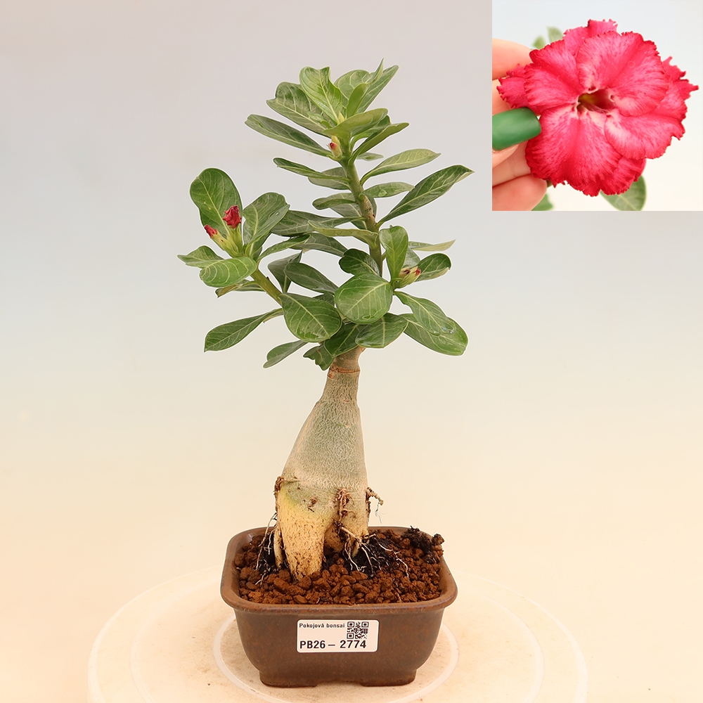 Bonsaï d'intérieur - Adenium obesum greffé V.F.S.326  - Rose du désert
