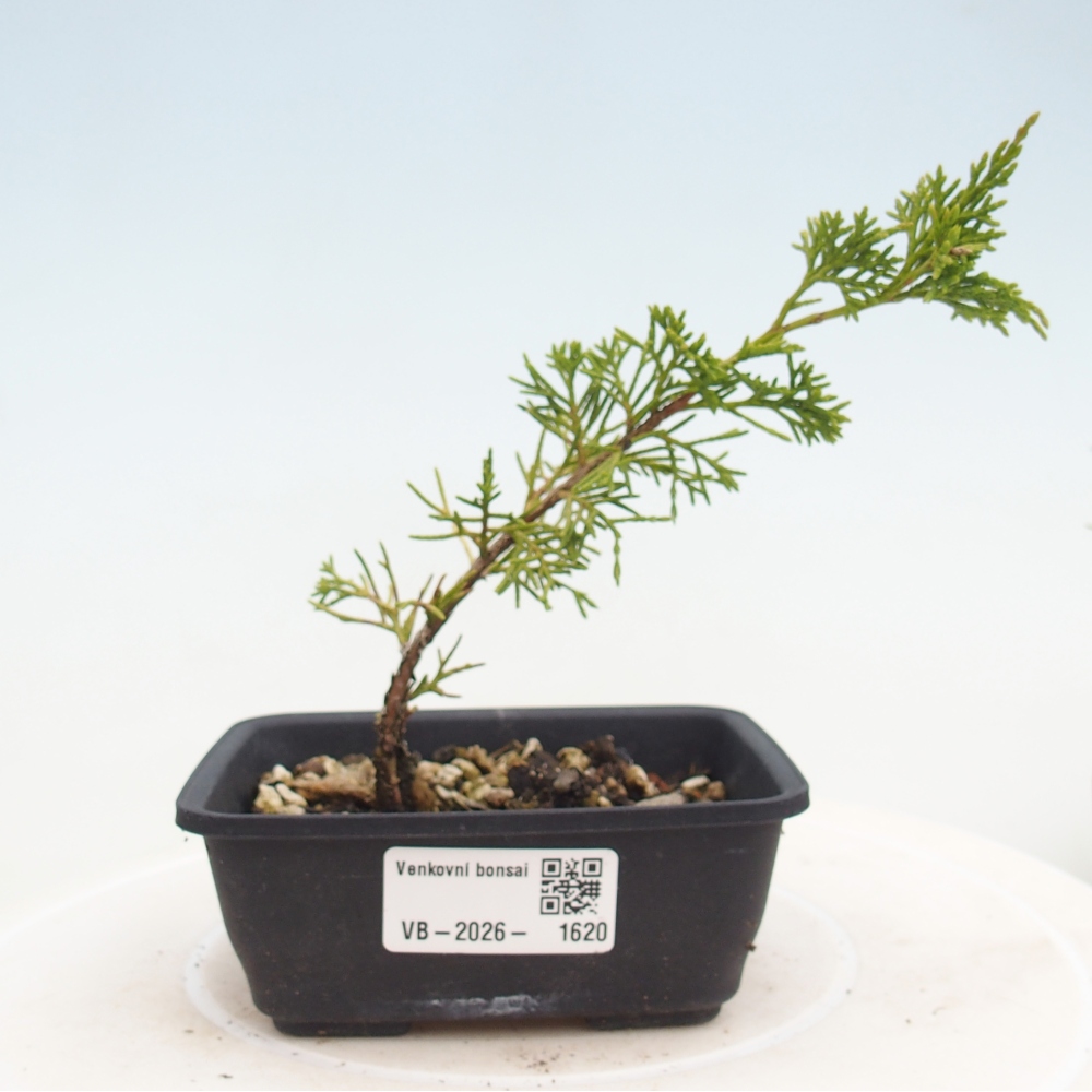 Bonsaï d'extérieur - Juniperus chinensis Itoigawa