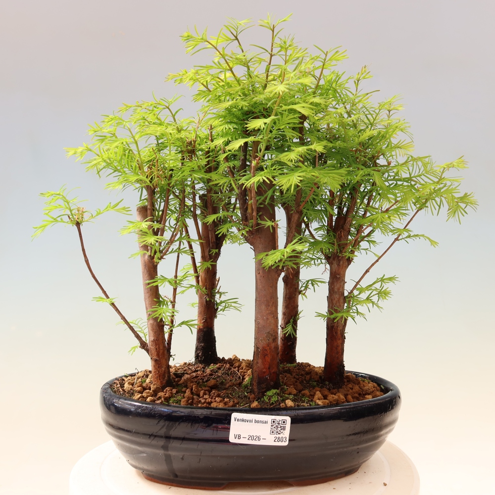 Bonsaï d'extérieur - Metasequoia glyptostroboides - Métaséquoia de Chine - petit bosquet