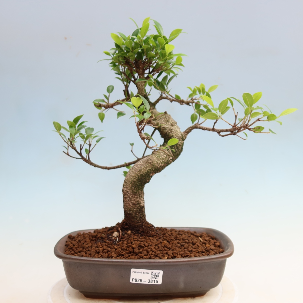 Salle bonsaï - Ficus kimmen - ficus à petites feuilles