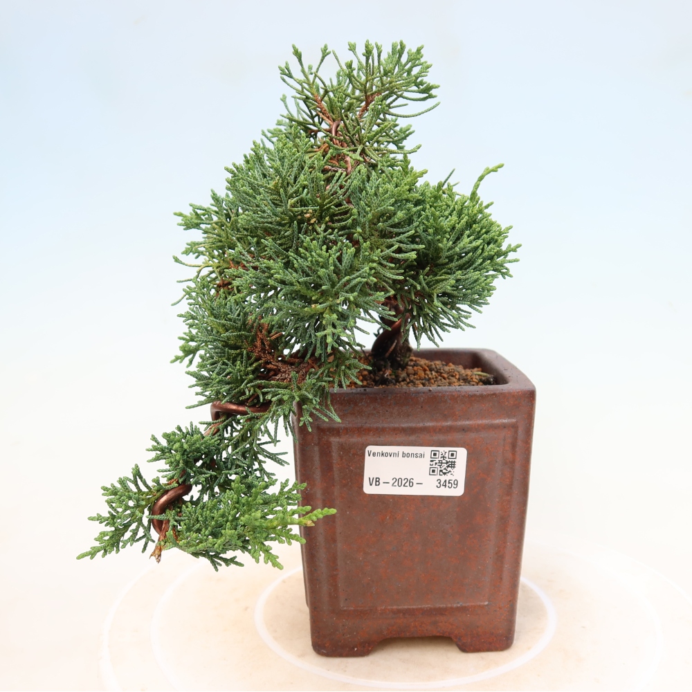 Bonsaï d'extérieur - Juniperus chinensis Kishu