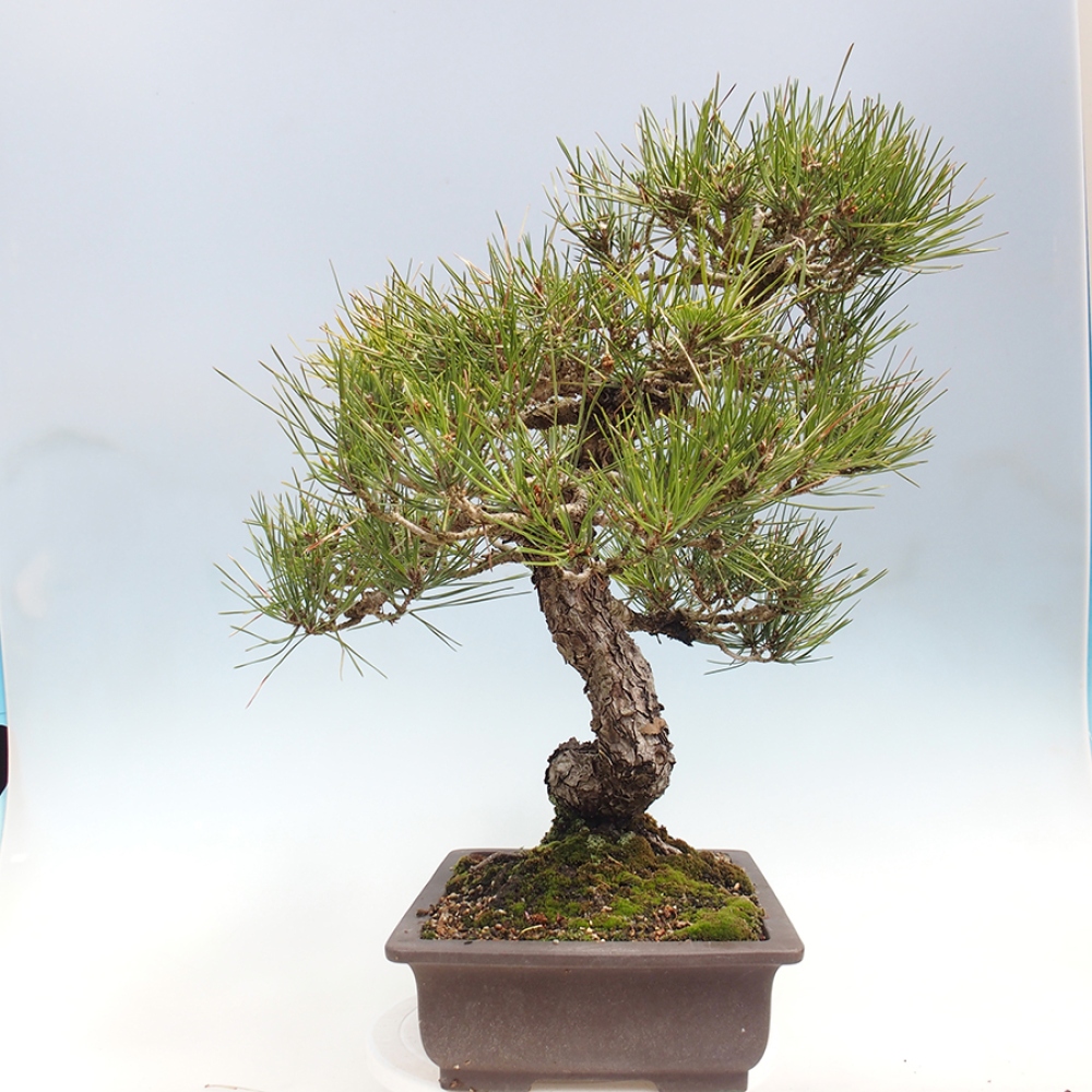 Bonsaï d'extérieur - Pinus thunbergii - Pin de Thunberg