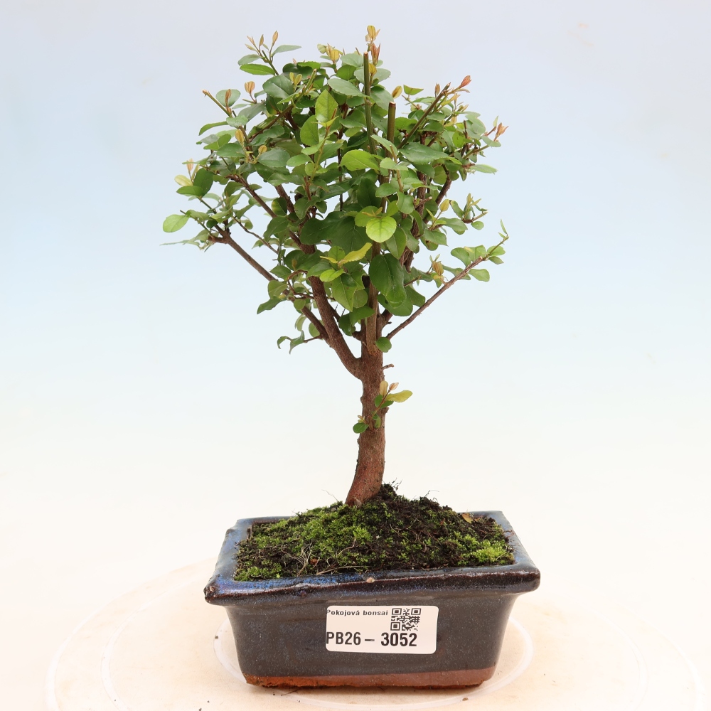 Bonsaï de chambre - Sageretia thea - Sageretia thea
