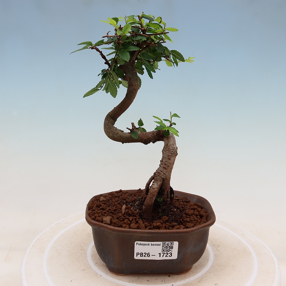 Bonsaï de chambre - Ulmus parvifolia - Orme à petites feuilles