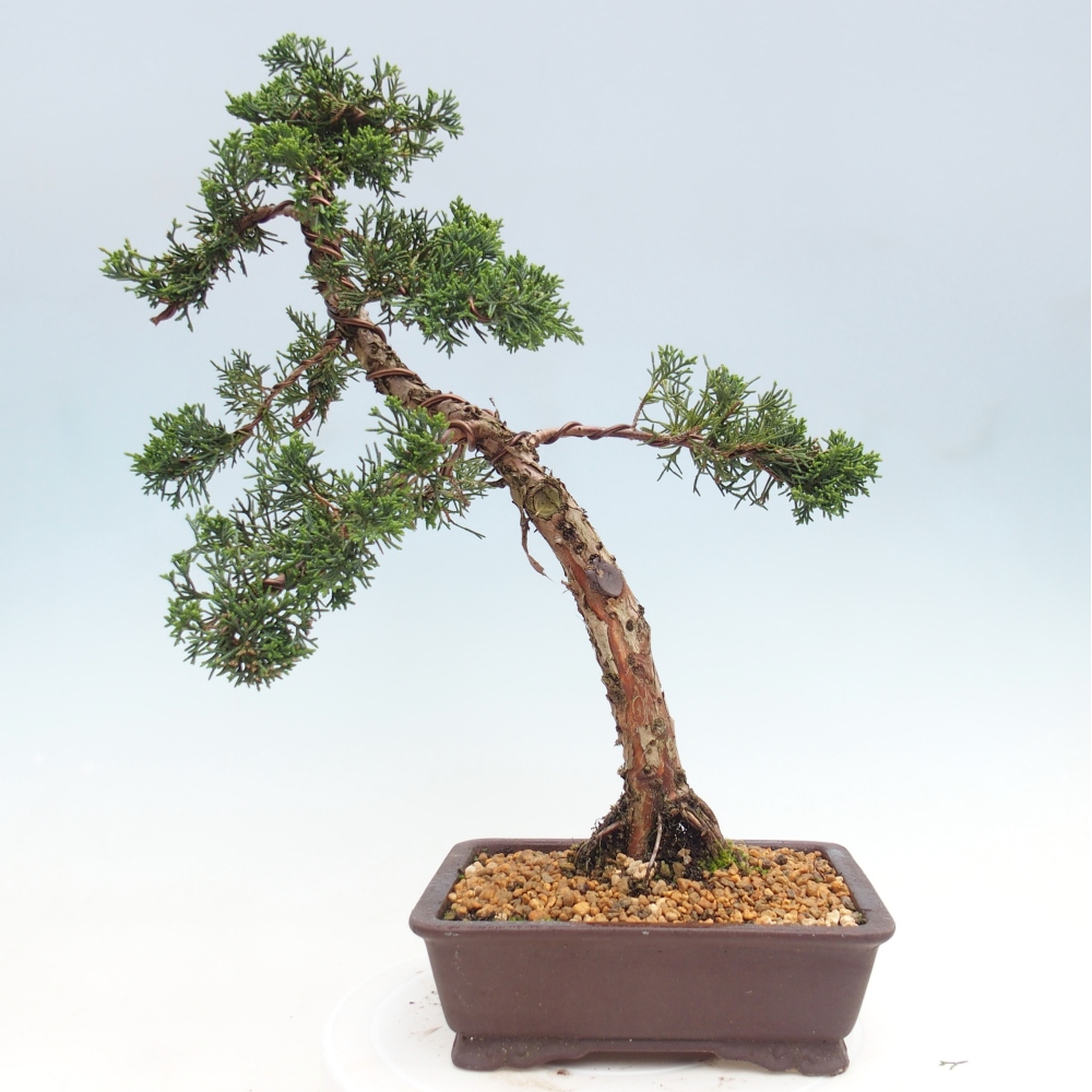 Bonsaï d'extérieur - Juniperus chinensis Kishu