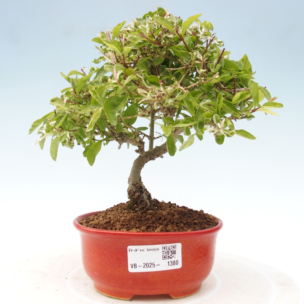 Bonsaï d'extérieur - Ligustrum obtusifolium