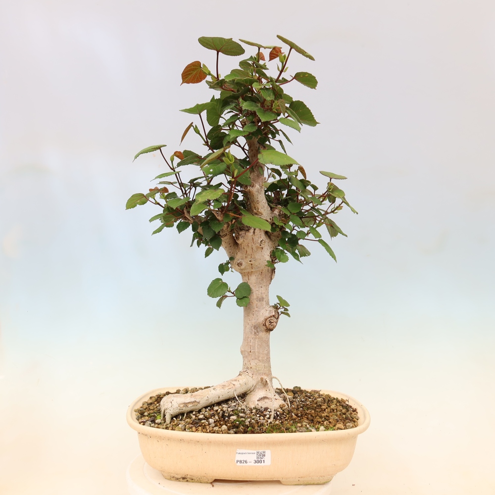 Bonsaï d'intérieur - Hibiscus tiliaceus - Hibiscus de mer
