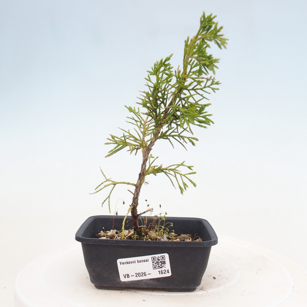 Bonsaï d'extérieur - Juniperus chinensis Itoigawa