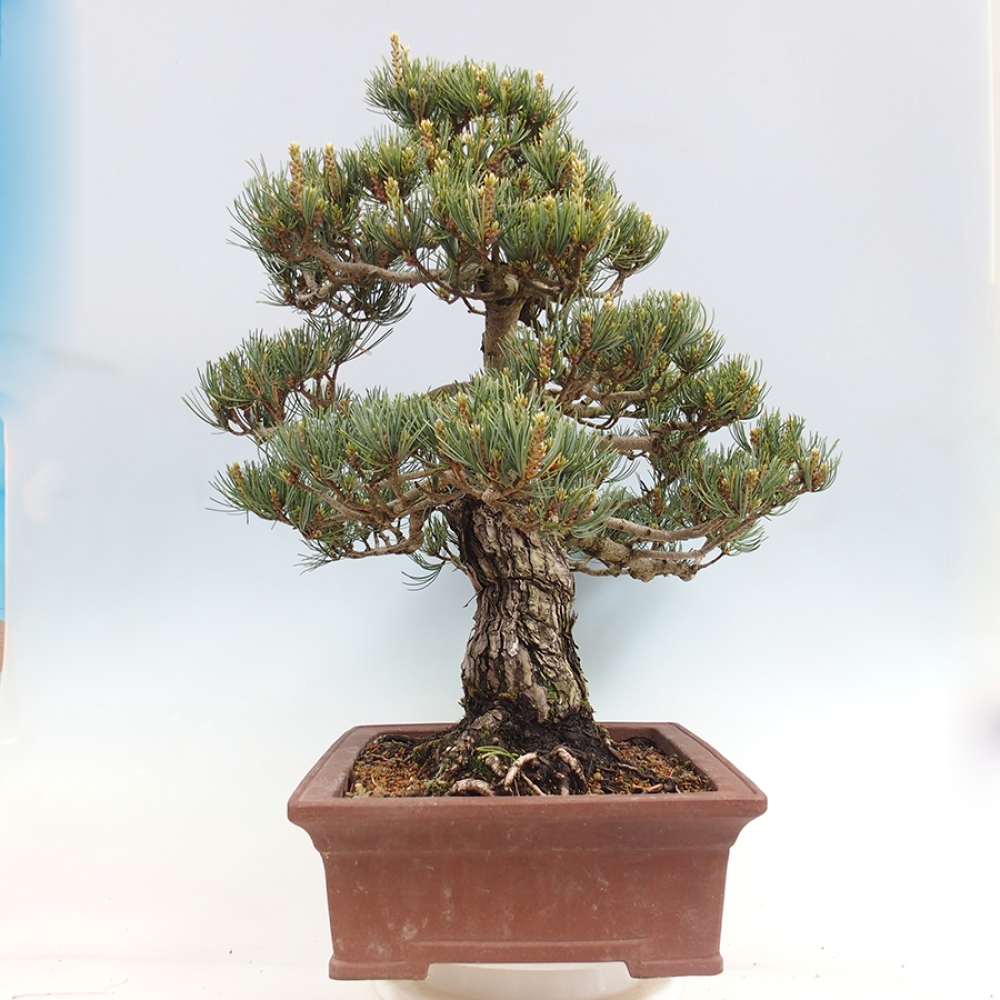 Bonsaï d'extérieur - Pinus parviflora - Pinus parviflora