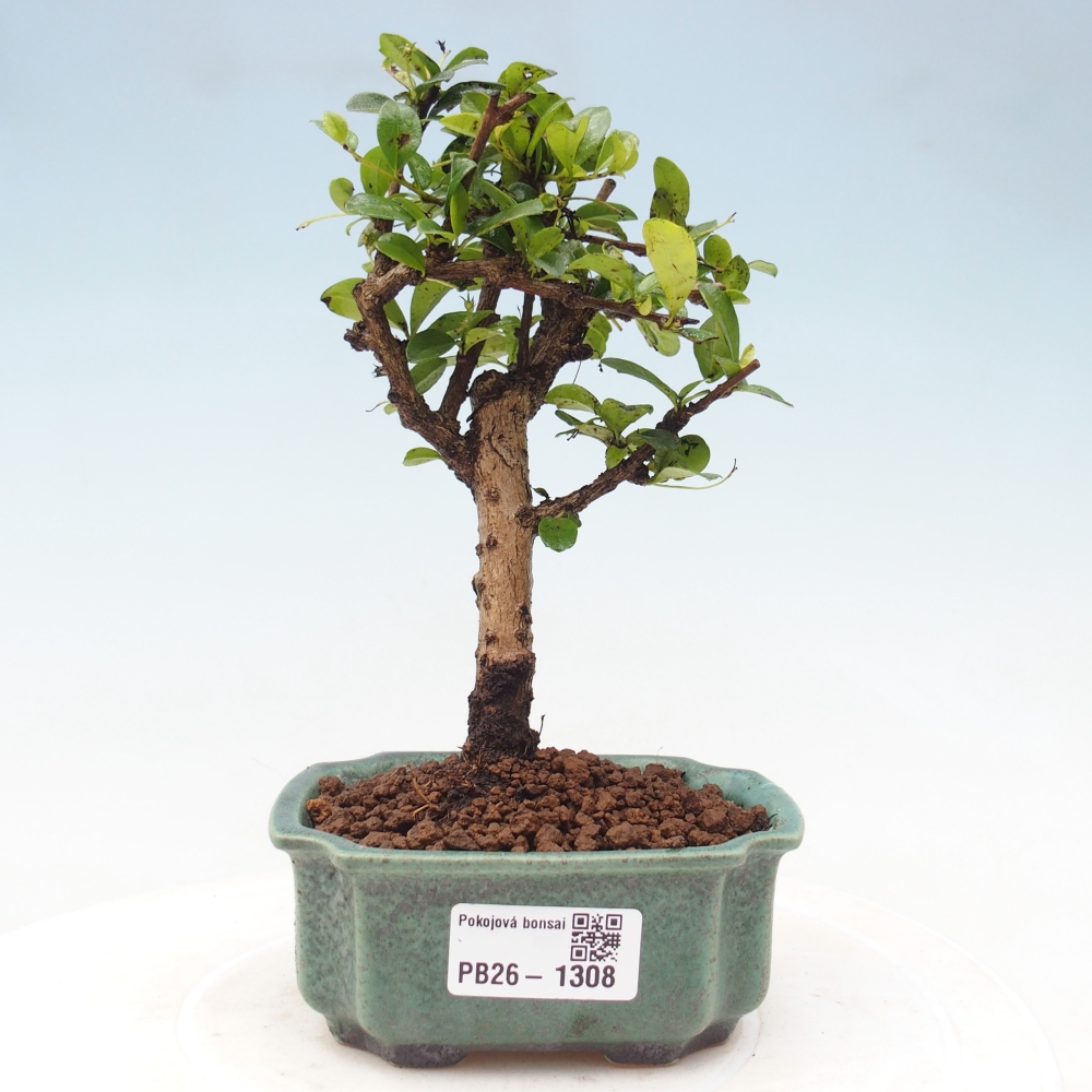 Bonsaï de chambre - Carmona macrophylla - Tea fuki
