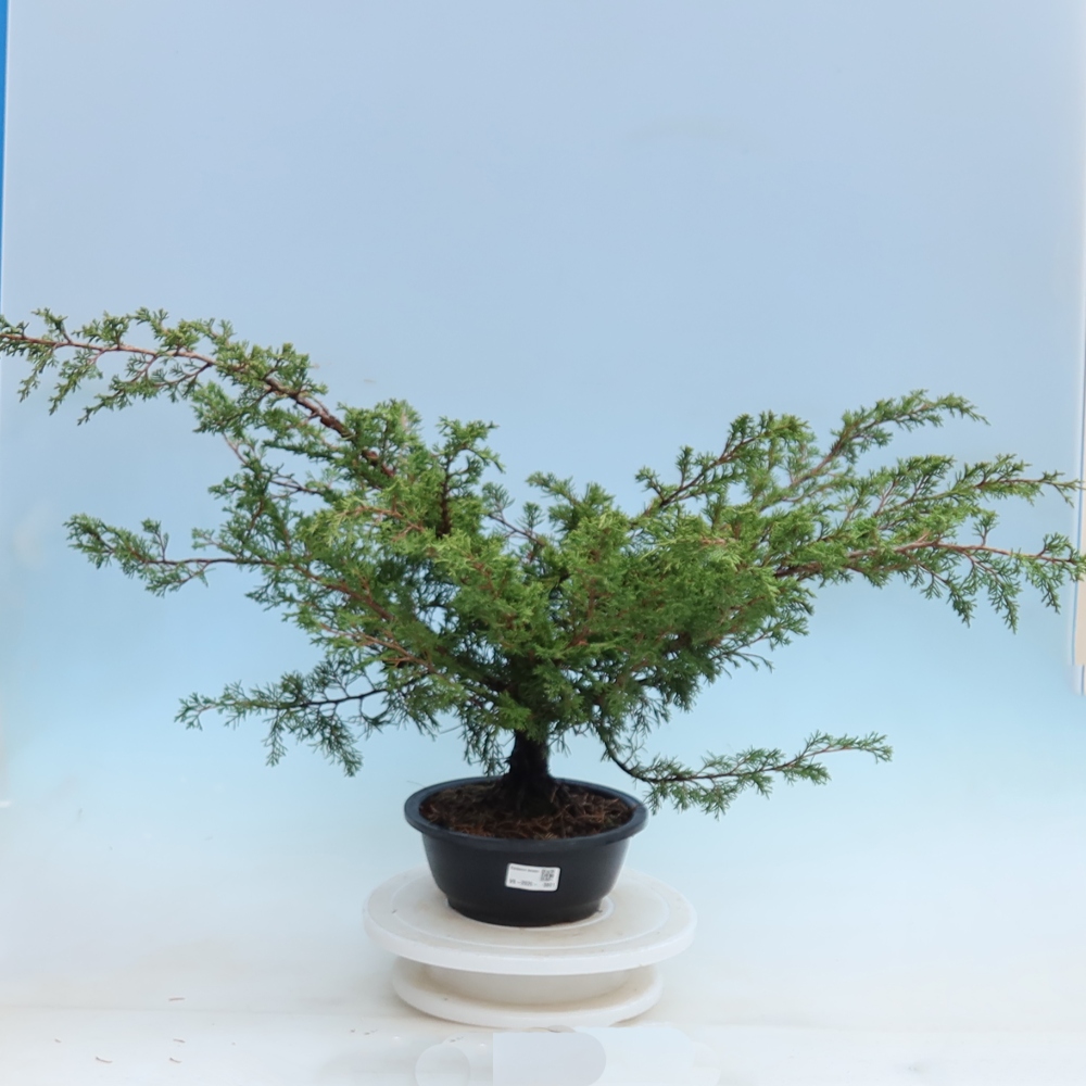 Bonsaï d'extérieur - Juniperus chinensis Itoigawa - Genévrier de Chine