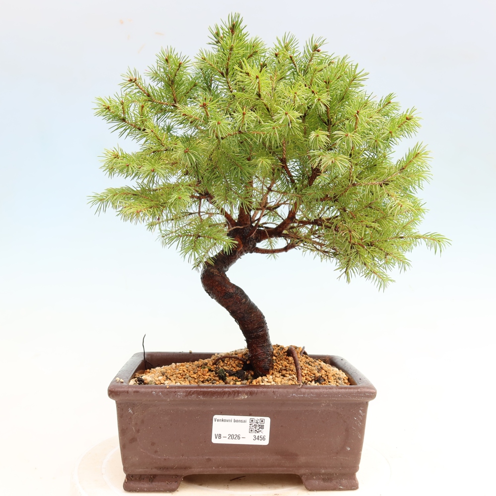 Bonsaï d'extérieur - Épicéa glauque - Picea glauca globe