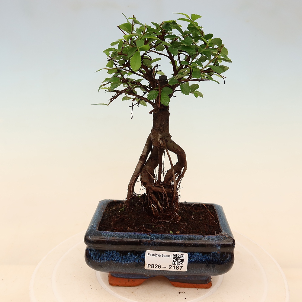 Bonsaï de chambre - Ulmus parvifolia - Orme à petites feuilles
