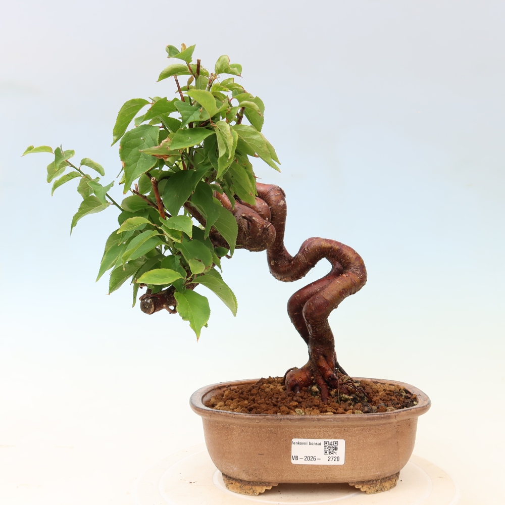 Bonsaï d'extérieur - Abricotier japonais - Prunus Mume