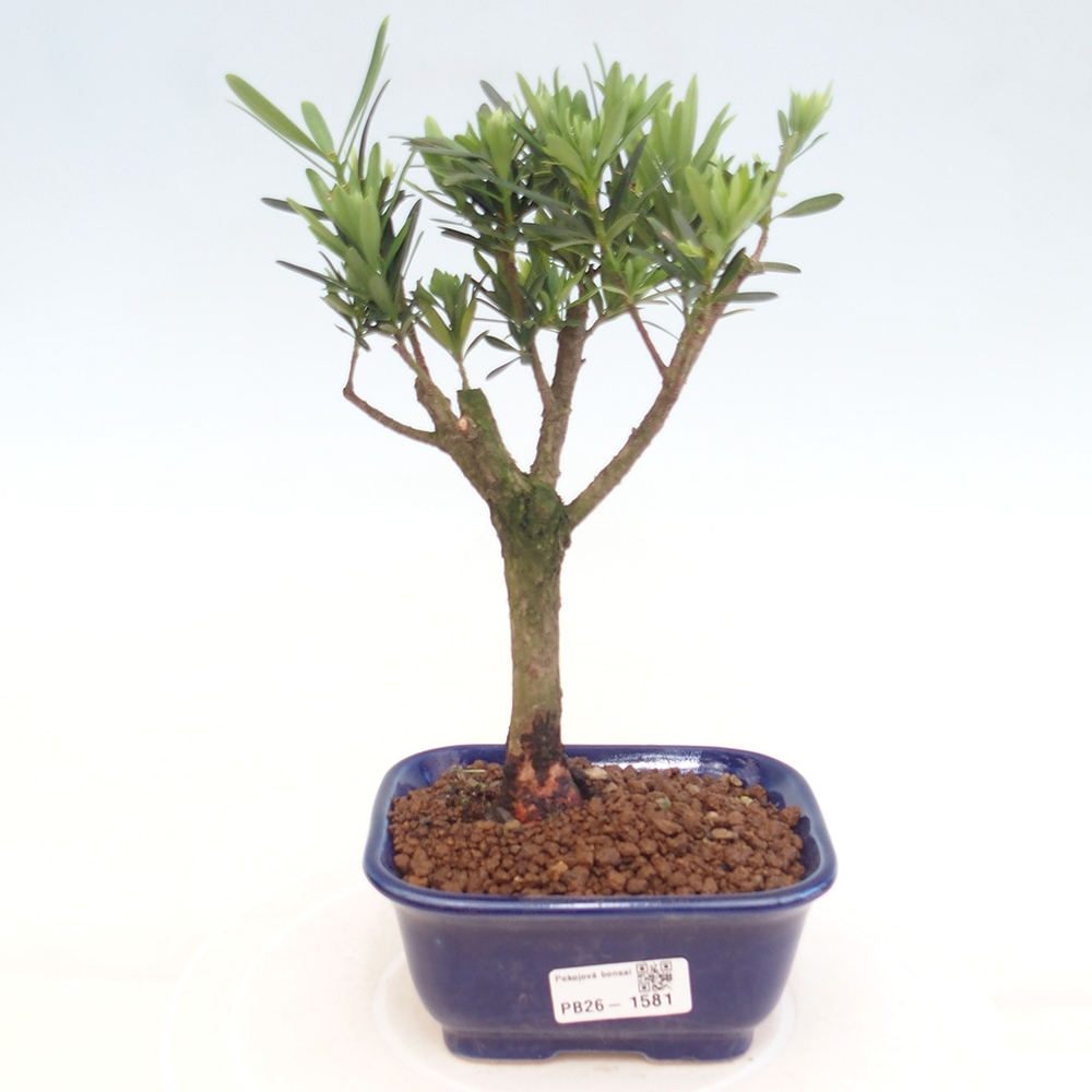 Salle bonsaï - Podocarpus - If en pierre