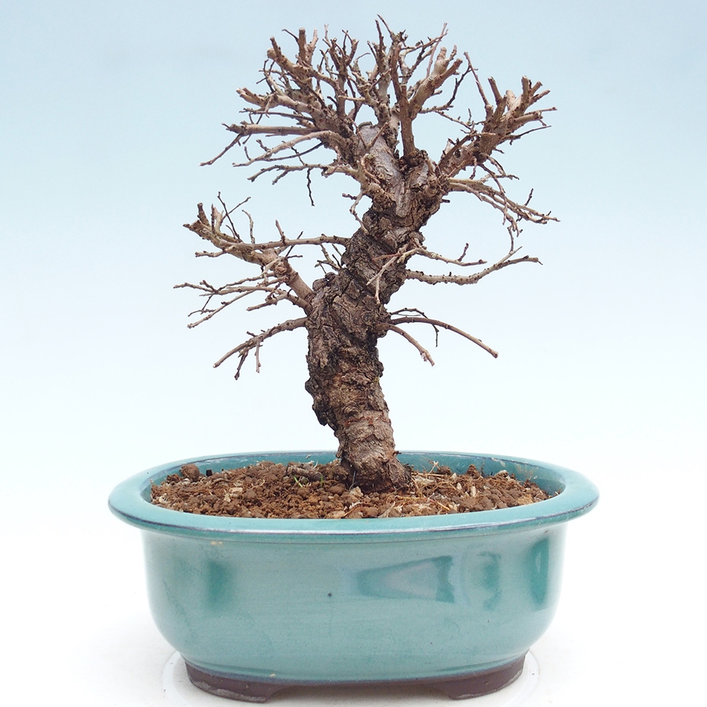 Bonsaï d'extérieur - Zelkova - Zelkova NIRE