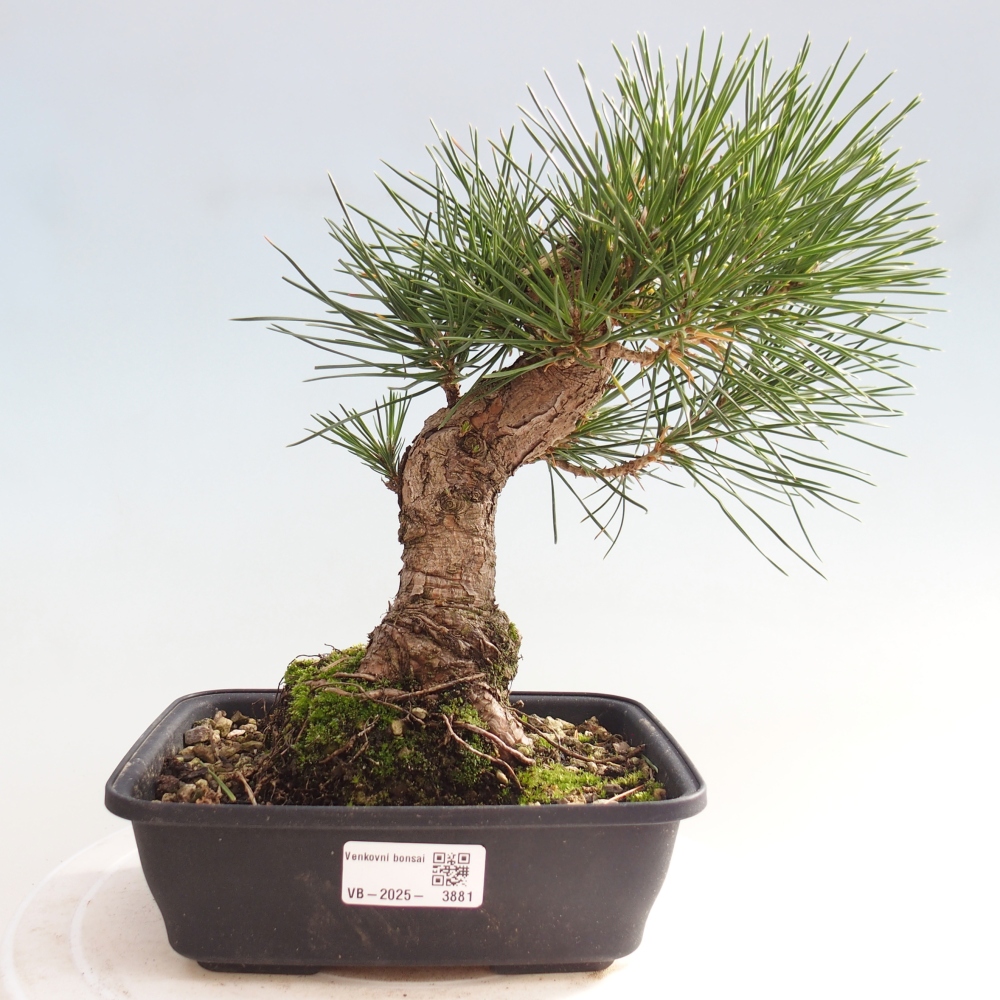 Bonsaï d'extérieur - Pinus thunbergii - Pin de Thunberg